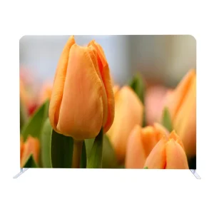 Exhibition Event Pop-Up Tension Fabric Backdrop Stand, 8 ft, 10 ft, or 20 ft